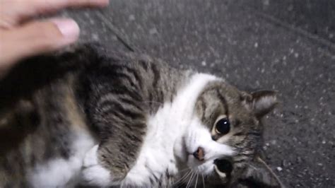 いつも倒れる仕草が可愛すぎる野良猫 猫動画 野良猫 地域猫 Cat クレタ Youtube