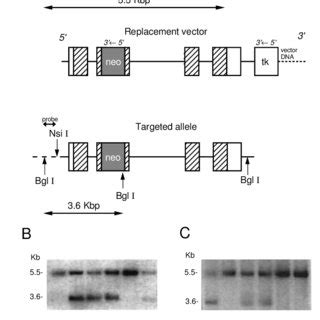 Targeted Disruption Of The Murine Acp 5 Gene A Structure Of The Acp