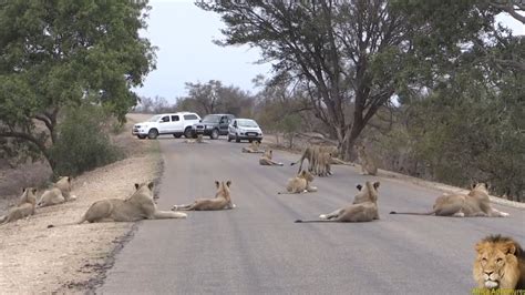 Largest Lion Pride Ever Blocking Road In Kruger Park Hd Video Youtube