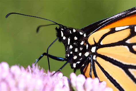 Mariposa Monarca Danaus Plexippus Polen Fondo Lepidópteros Foto E