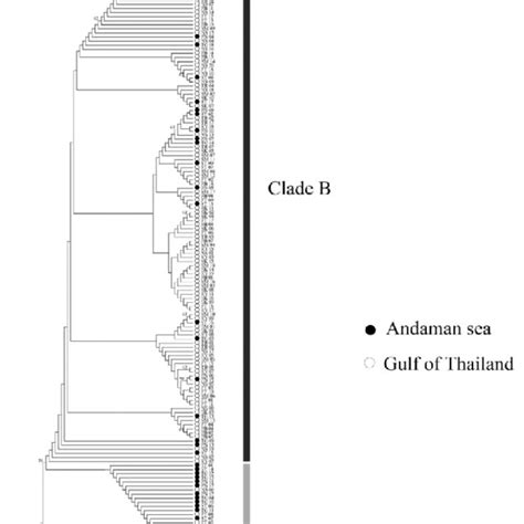 Neighbor Joining Phylogenetic Tree Based On Cytochrome Oxidase Subunits