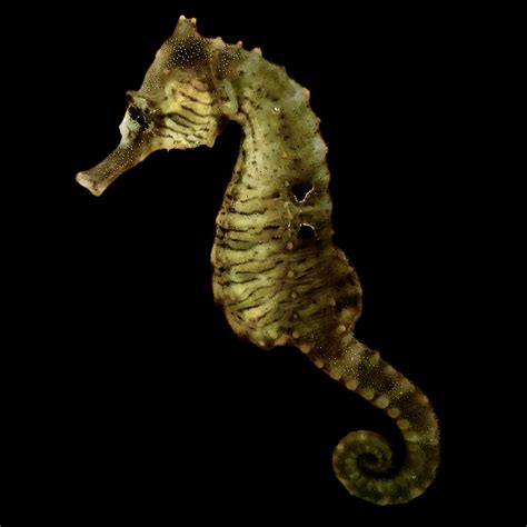 Seahorses Alyssas Seahorse Savvy