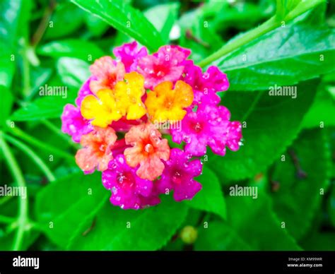 Lantana Mix Light Pink Magenta Yellow Water Drop On Flower Stock Photo