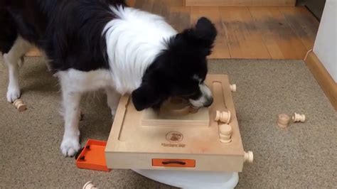 Clever Border Collie Shows His Intelligence Youtube