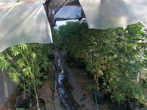 VIDEO Carabineros incautó 820 plantas de marihuana desde una casa en