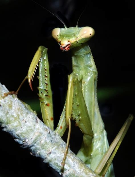 Premium Photo Close Up Of A Praying Mantis