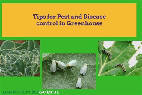 4 Important Tips to Control Pest and Disease in Greenhouse