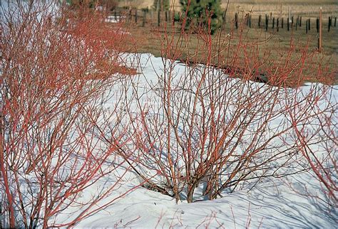 Red Osier Dogwood Speciesinfo