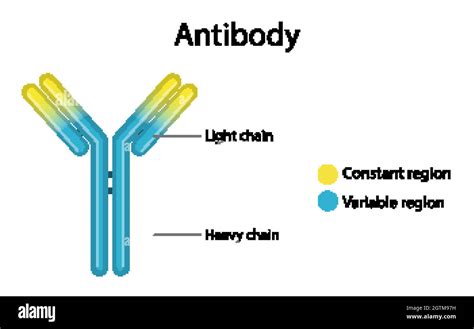 antibody structure diagram  white background stock vector image art