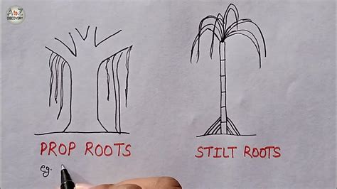 Prop Root Stilt Root How To Draw Types Of Adventitious Roots