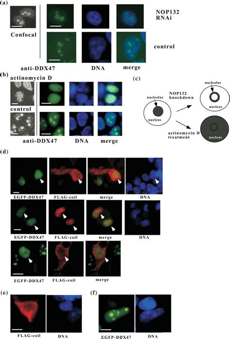 Nop132 Is Required For Ddx47 To Properly Localize To The Nucleolus