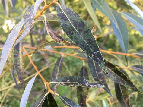 Prairie Cascade Willow Disease 770884 Ask Extension