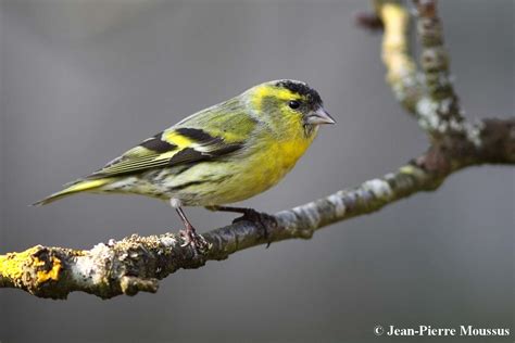 Tarin Des Aulnes Carduelis Spinus Mâle Oiseaux Tarin Des Aulnes