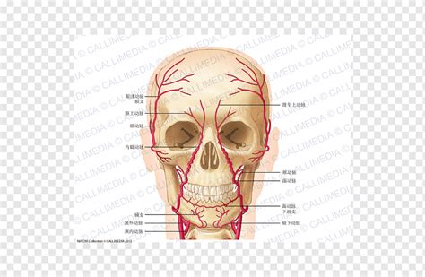 Supraorbital Nerve Notch