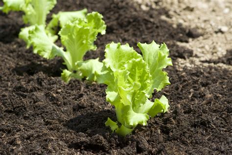 Cuidados De La Lechuga Huerto En Casa