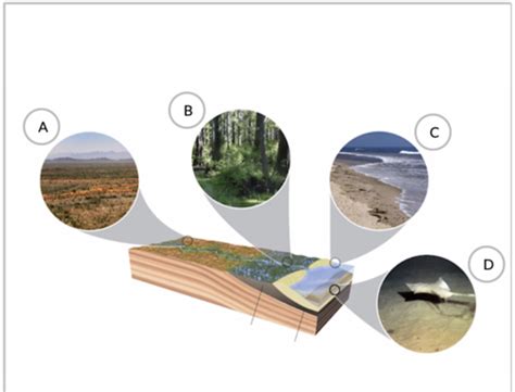 Geo Exam 2 Prep HW8 Sedimentary Rocks Flashcards Quizlet