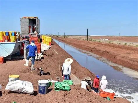 Granjas camaroneras explotan indígenas yoremes Servindi Servicios