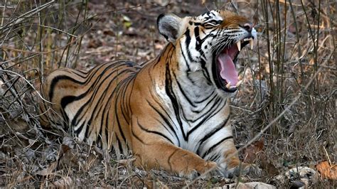 Karnataka registers 37% jump in tiger attacks in 2020-21 from last year ...