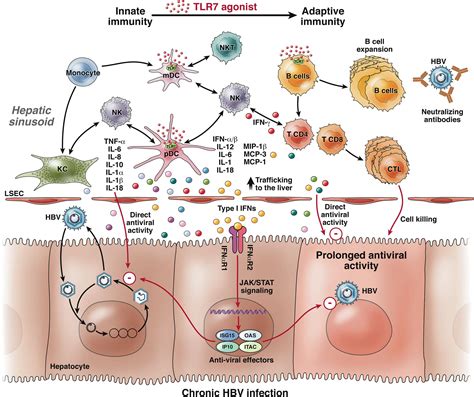 Targeting Innate Immunity A New Step In The Development Of Combination