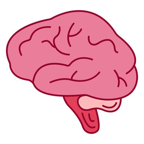 Designs PNG De Cerebro Para Camisetas E Merch