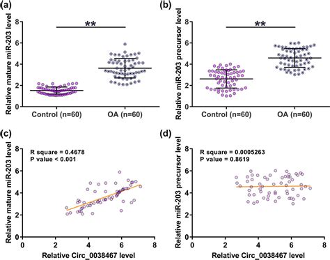 Circular Rna Circ Promotes The Maturation Of Mirna To