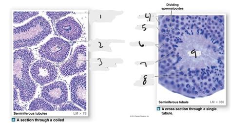 The Seminiferous Tubules Diagram Quizlet