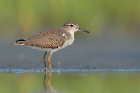 Spotted Sandpiper 1