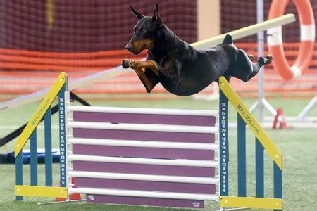 Methods to Train Doberman Pinscher - Strategies and Techniques for Easy ...