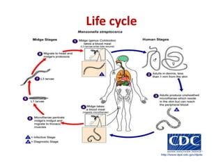 Filarial Worms Life Cycle