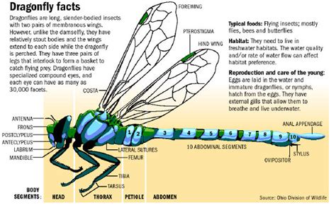 Life Cycle Of A Dragonfly The Dragonfly