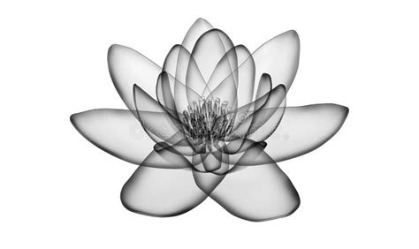 X-ray Image of a Flower Isolated on White, the Lotus 3d Illustration Stock Illustration ...