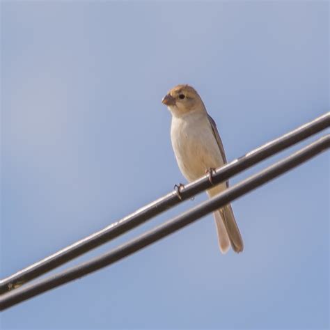 Foto Golinho Sporophila Albogularis Por Rafael Cavalcante Wiki Aves