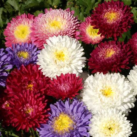 Callistephus Chinensis Powder Puff China Aster Seed Mix