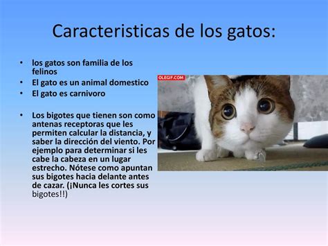 Los gatos Nombre Catalina Flores Curso 5ºB ppt descargar