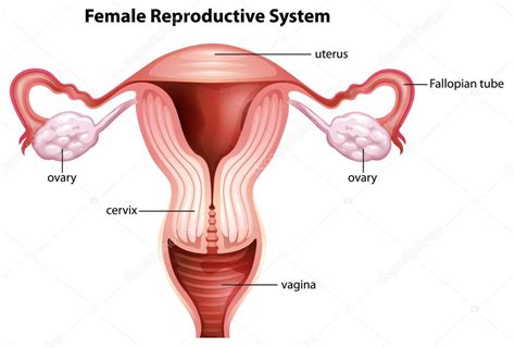 Sistema reproductor femenino vector gráfico vectorial blueringmedia