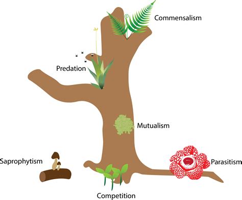 Symbiosis - the ways that plant interacts - Plant Biotechs