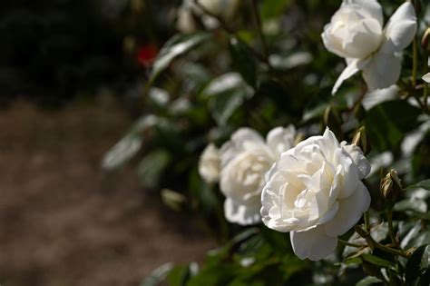 白いバラの花言葉｜届けたい思いに合ったバラを大切なあの人へ贈ろう