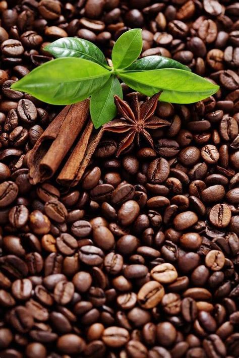 Coffee Beans With Cinnamon And Star Anise On Top