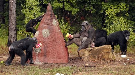 Chimps Caught Using Spears To Hunt Are They Evolving Too Far Big