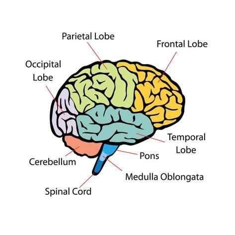 A visual guide to the brain: Printable diagram