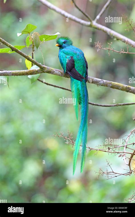 Male Resplendent Quetzal Pharomachrus Mocinno In Costa Rica Stock Photo