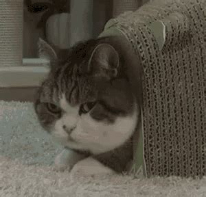 Cats Cute GIF - Cats Cute Funny - Discover & Share GIFs