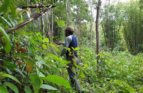 Ghimbe Peramuan Puyang Sure Ditetapkan Sebagai Hutan Adat