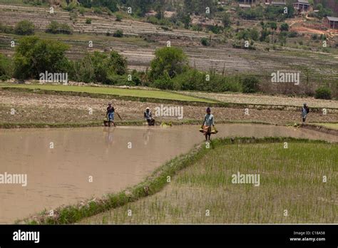 Rice Oryza Sativa Women About To Plant Out Seedlings In Embanked Paddy Fields Madagascar