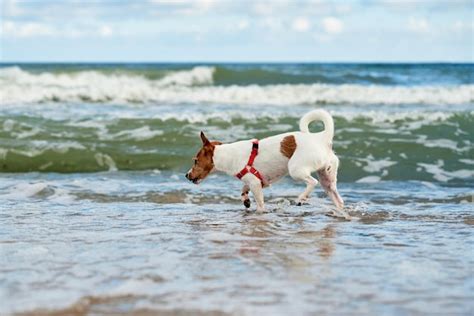 Pasear Perros En La Playa Del Mar Divi Rtete En Las Olas Foto Premium