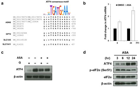 Aspirin Induces ATF4 Expression In PIK3CA Mutated Cells A Analysis