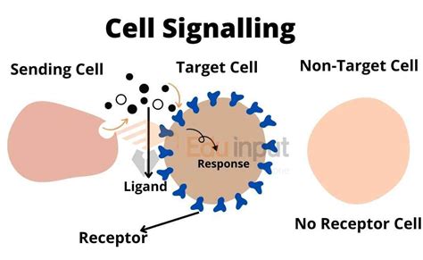 Cell Signaling Free Calendar Chris Yettie