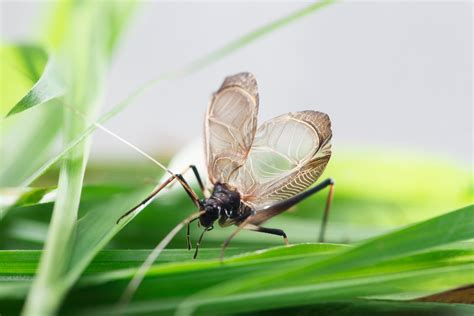 「秋の虫」といえば鈴虫やこおろぎの他に何がいる？風流な「虫聞き」楽しんでみませんか 暮らしの歳時記 All About