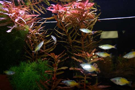 Using Live Plants In Your Home Aquarium