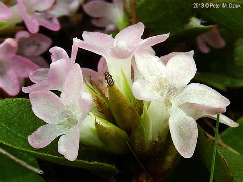 Epigaea repens (Trailing Arbutus): Minnesota Wildflowers